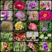 Garden in Colour 