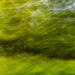 Forest waves