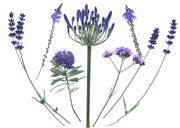16th Jun 2025 - Purple Flowers