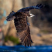 Osprey hiding it's catch
