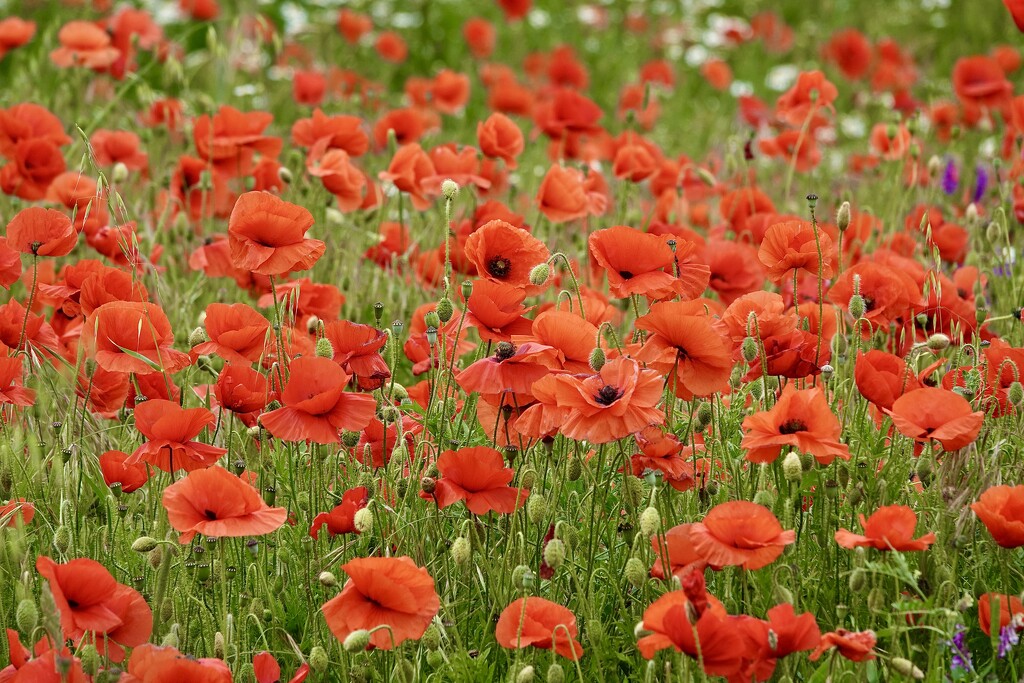 Poppies En masse by carole_sandford