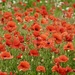 Poppies En masse