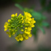 The charlock mustard