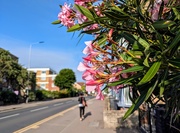16th Jun 2025 - The sunny side of the street 