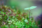 16th Jun 2025 - Miniature tree