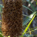 Banksia flower