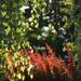 Birch tree