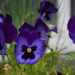 Viola