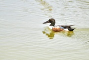 13th Jun 2025 - A New Duck To Me...