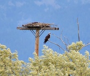 14th Jun 2025 - Osprey Nest