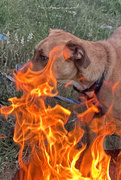 16th Jun 2025 - Hell Hound