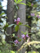 17th Jun 2025 - Rhododendron season