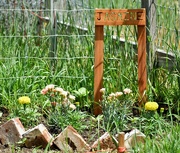 14th Jun 2025 - Jasmine's Gravesite