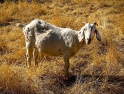 16th Jun 2025 - A Favorite Mammal