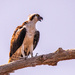 Osprey Hanging On!