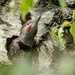 Northern Flicker, Male