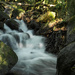 Woodland Waters