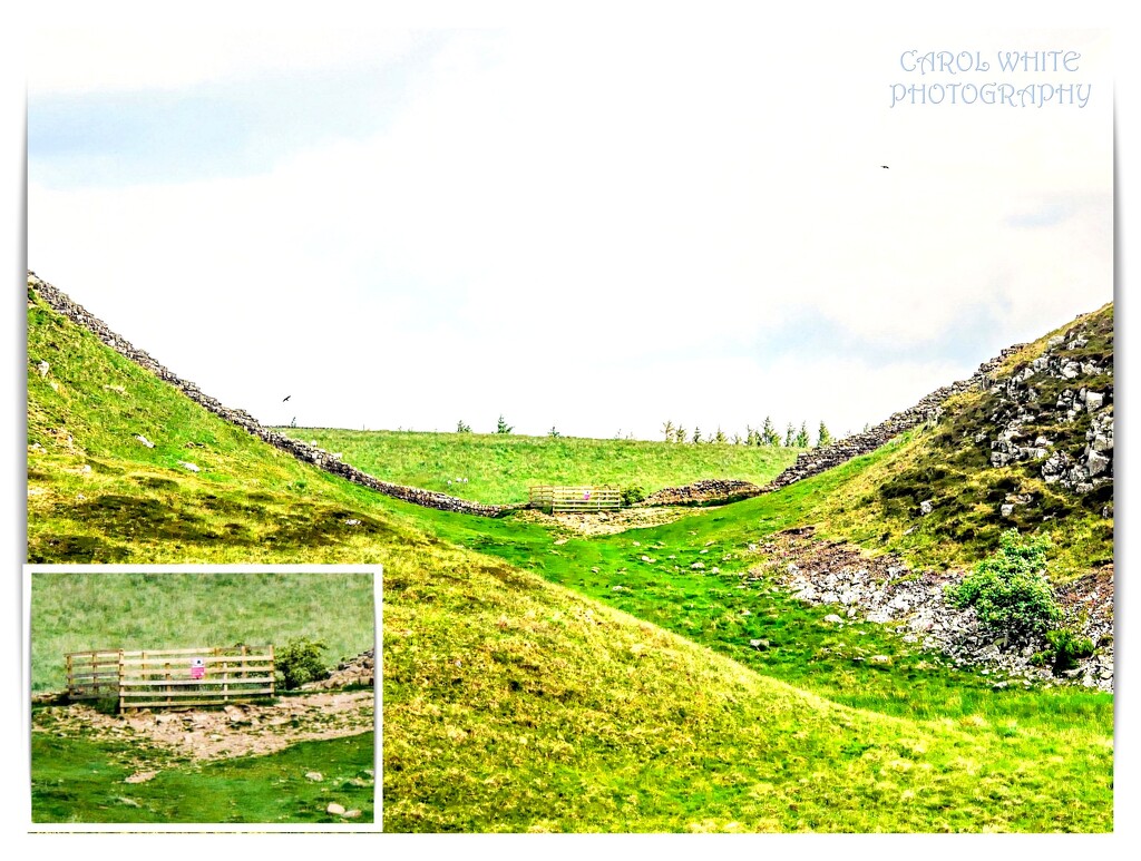 Sycamore Gap,Hadrian's Wall by carolmw