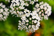 17th Jun 2025 - Macro