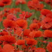 Sea of Red 