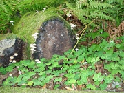 17th Jun 2025 - Moss and other Greenery