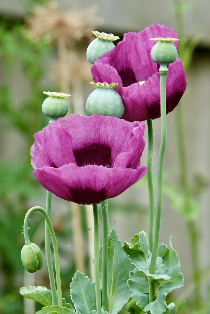 Before they Disappear  by carole_sandford