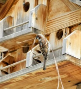16th Jun 2025 - Nest Building...