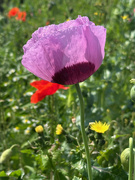 17th Jun 2025 - Poppy