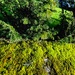 Mossy