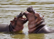 16th Jun 2025 - Hippos At Play P6165124
