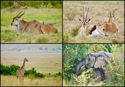 15th Jun 2025 - Our First Game Drive