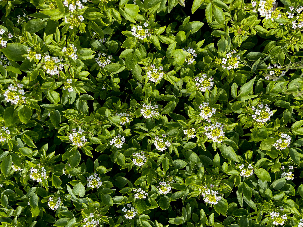 Watercress by lifeat60degrees