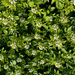 Watercress