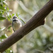 grey fantail eyeing me off