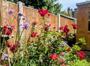 17th Jun 2025 - A colourful corner of the garden 