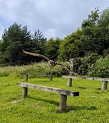 17th Jun 2025 - Eagle owl in flight