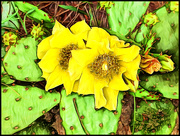 17th Jun 2025 - Prickly Pear in Bloom