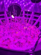 17th Jun 2025 - Inside the spaceship. 