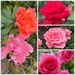 Pollinator Among the Roses