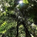 Looking Up At A Small Sunflare ~