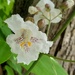Catalpa