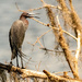 Little Blue Heron Enjoying the Breeze!