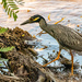 Yellow Crowned Night Heron!