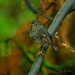 North Island Robin