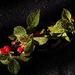 Nanking Cherry