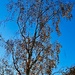 Silver birch