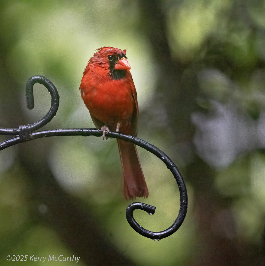 After the downpour by mccarth1