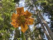 18th Jun 2025 - Tiger Lily 
