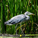 Another from yesterdays boat trip
