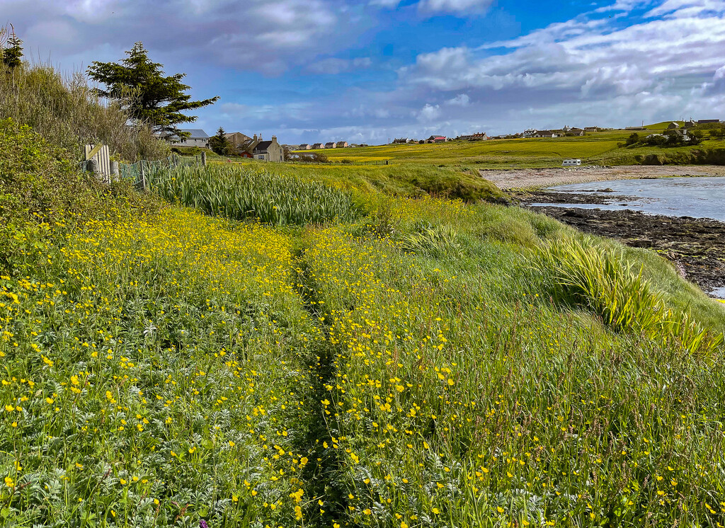 Overgrown Path by lifeat60degrees